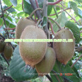 New Crop High Quality Fresh Kiwi Fruit